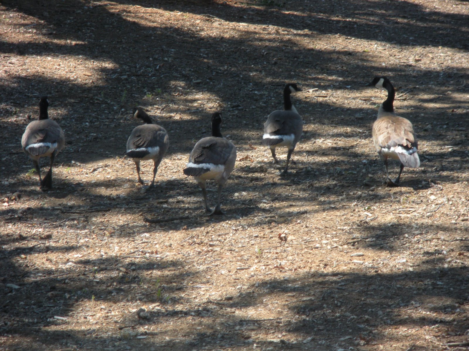 [Canada+goose.jpg]