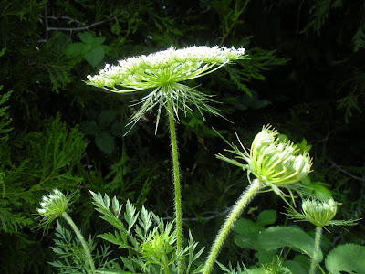 Handbook of Nature Study,
