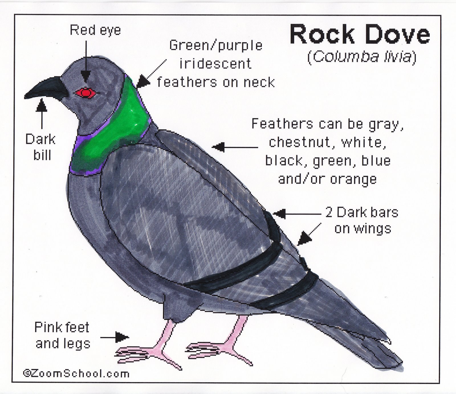 [Pigeon++or+Rock+Dove+A.jpg]