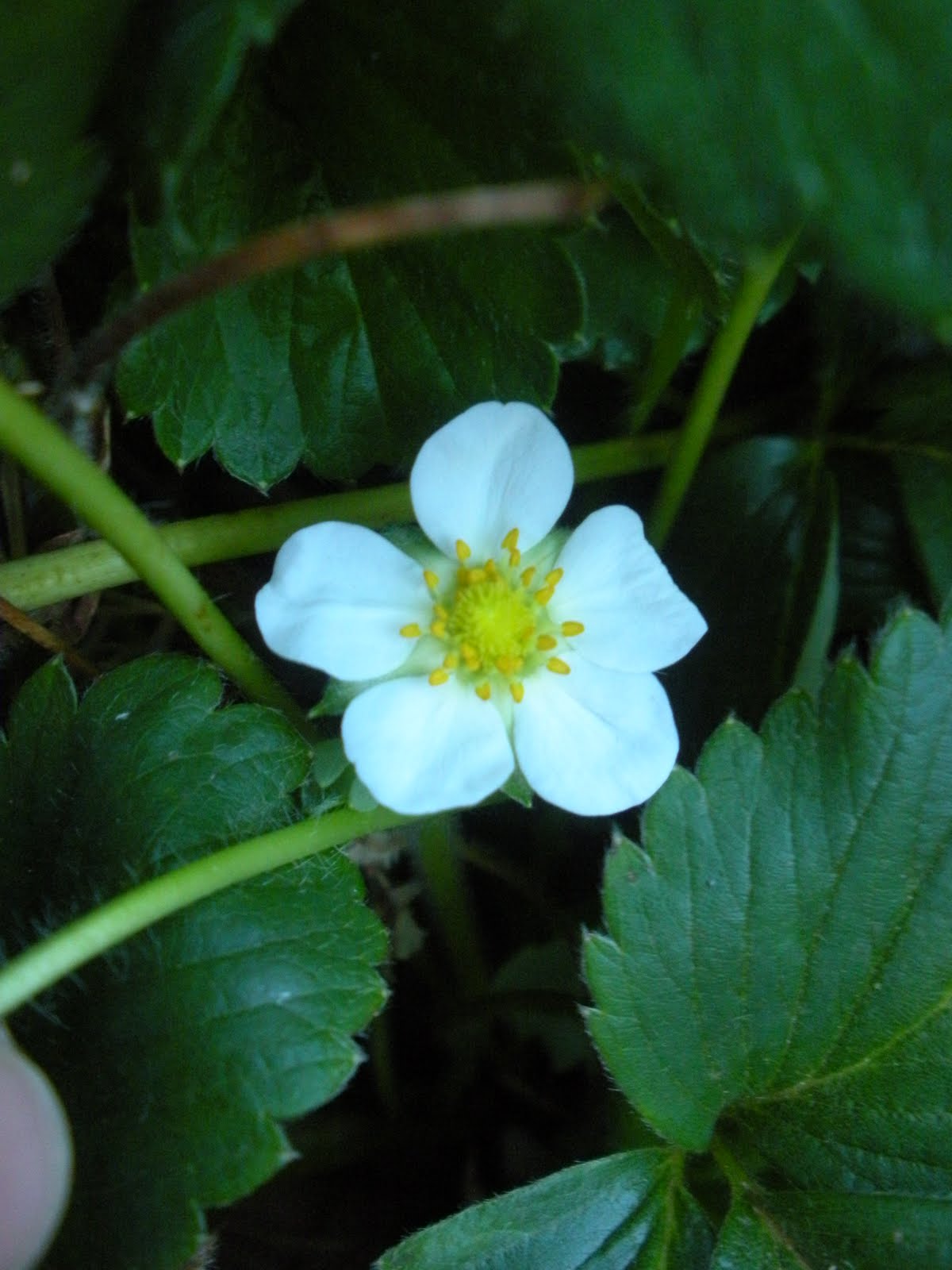 [strawberry+blossom.jpg]