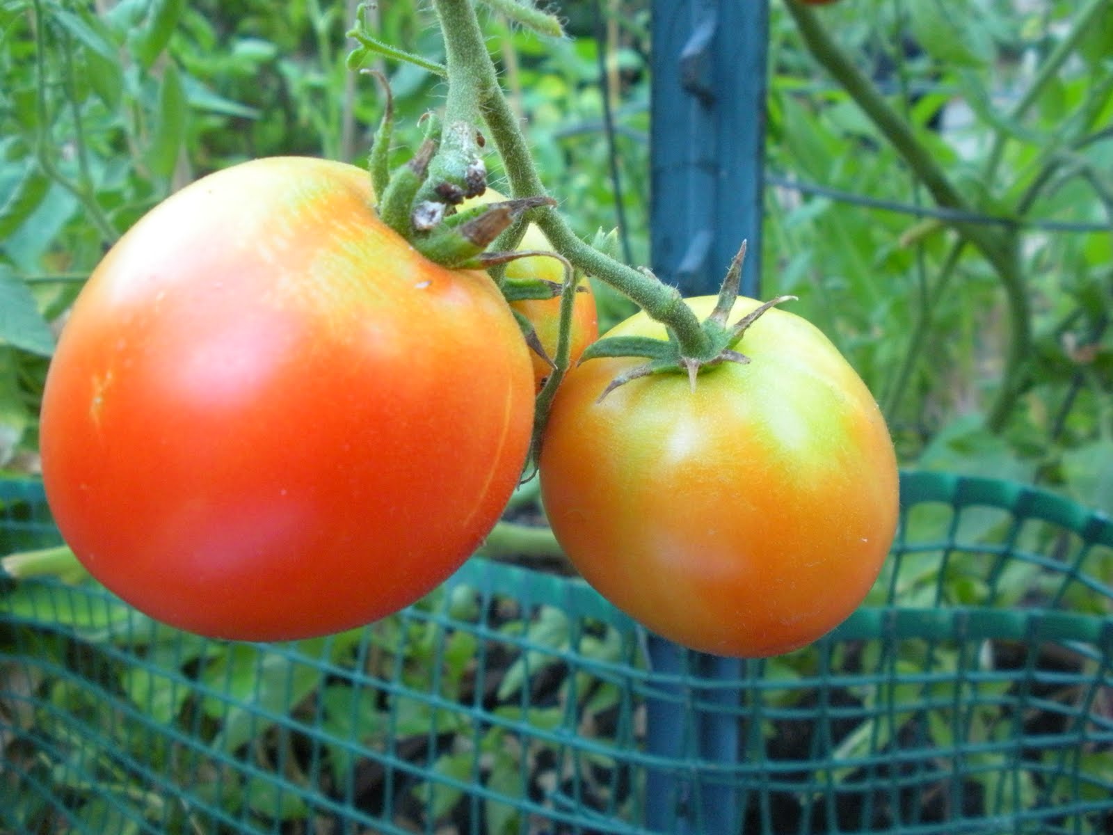 [three+almost+ripe+tomatoes.jpg]