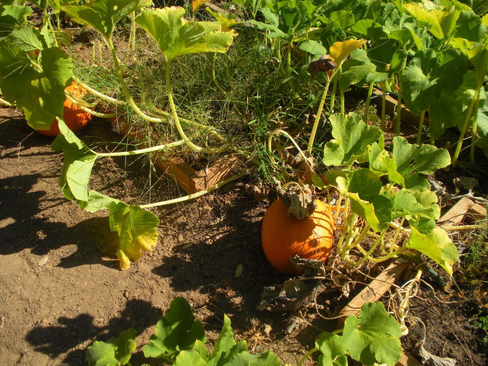 [pumpkin+vine.jpg]
