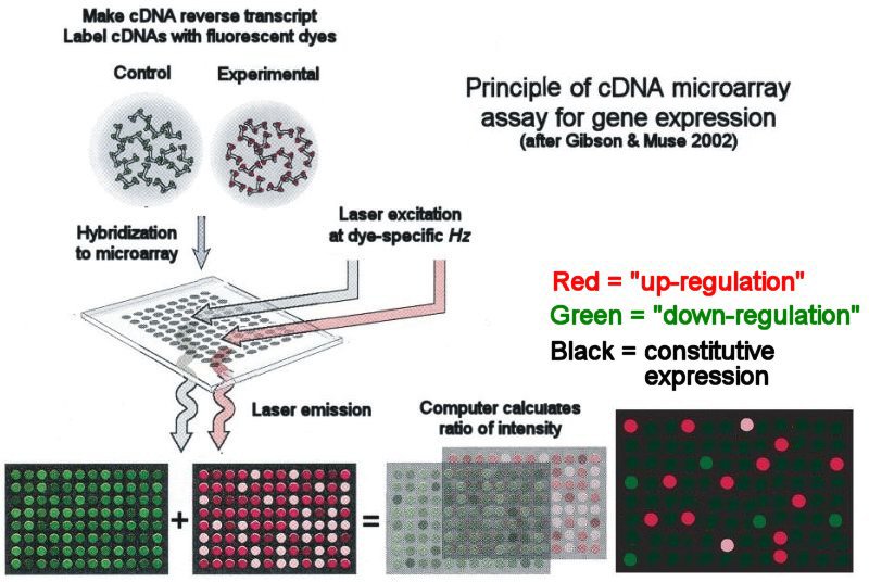 [cDNA_microarray_Principle.jpg]