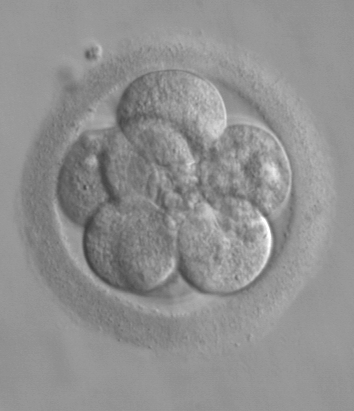 [Microscopic+Human.png]