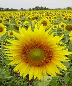 [sunflower-field-fs1.jpg]