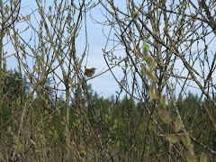 Marsh Wren