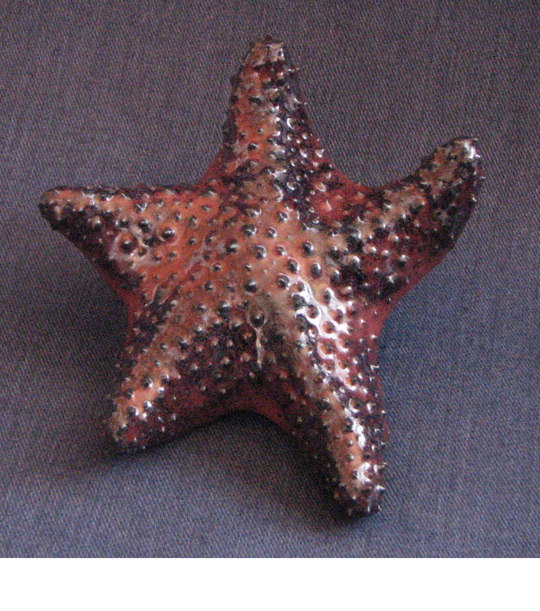 [starfish.Jim.JPG]