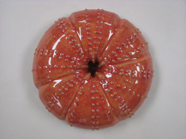 [sea+urchin.glazed.JPG]