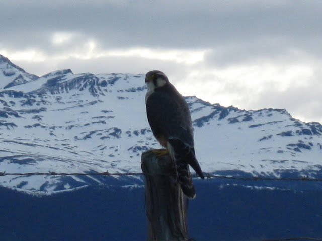 HALCON PERDIGERO AUSTRAL