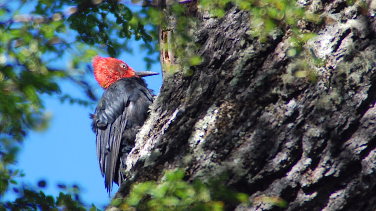 PAJARO CARPINTERO