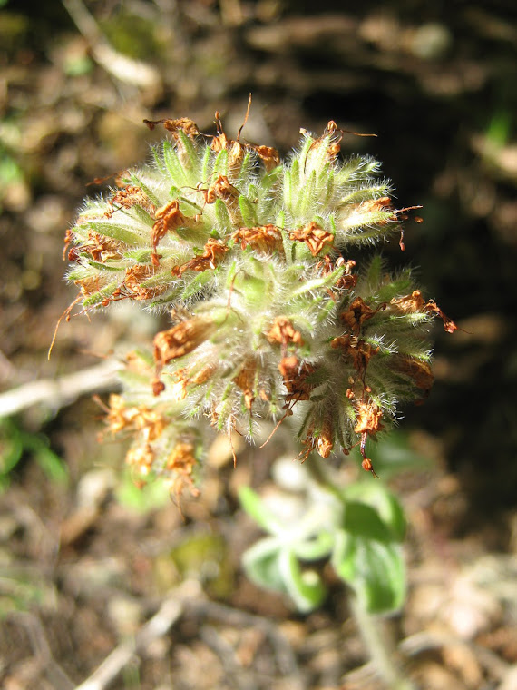 ROMERILLO (FRUTO)