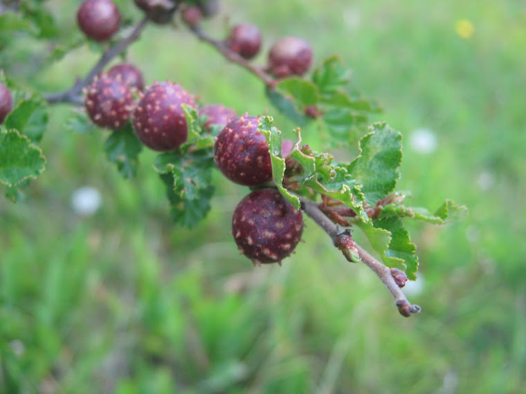 AGALLAS DEL ÑIRRE