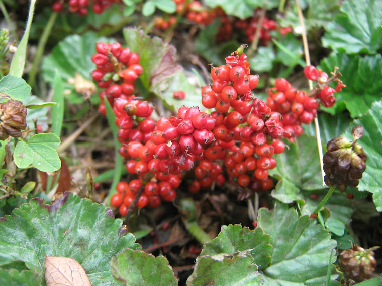 FRUTILLA DEL DIABLO