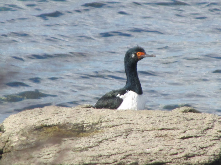 CORMORAN DE LAS ROCAS