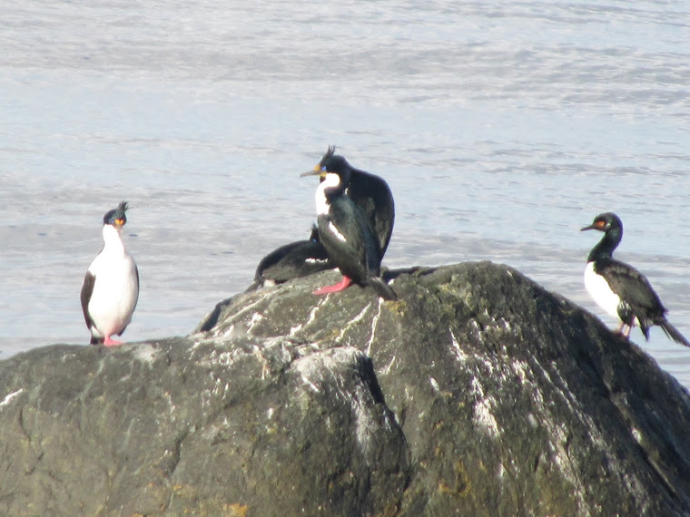 CORMORAN REAL (Izquierda) y CORMORAN DE LAS ROCAS (Derecha)