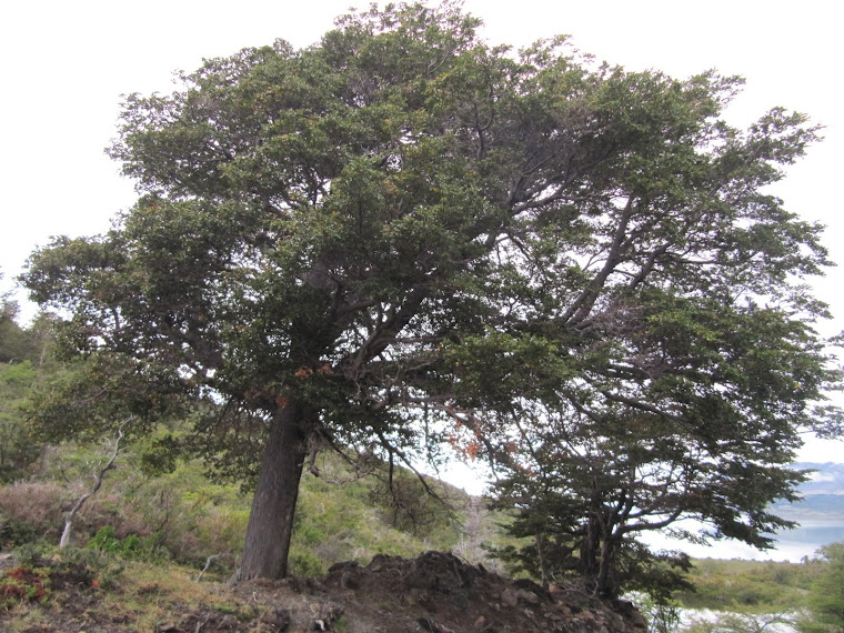 COIHUE DE MAGALLANES