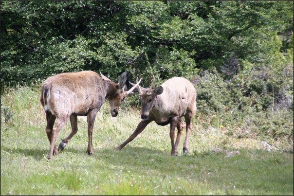 HUEMUL