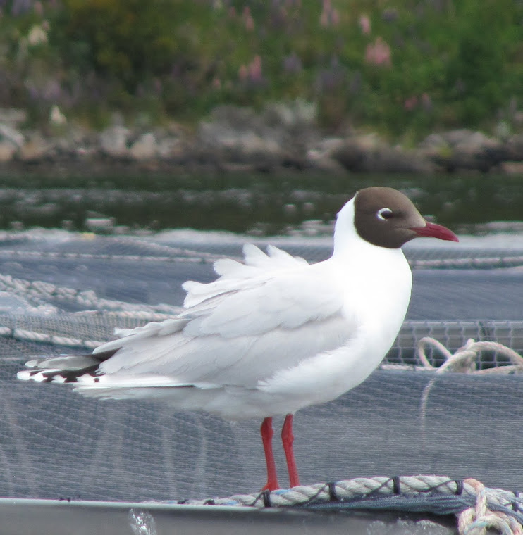 GAVIOTA CAHUIL (Plumaje Reproductivo)