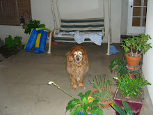 Our dog Maggie