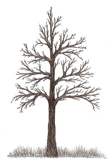 Pentru Curiosi Testul Arborelui