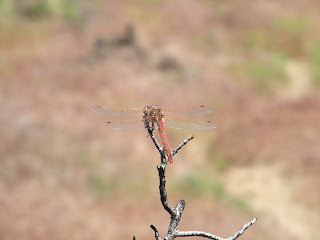 Lava Beds National Monument, dragonfly