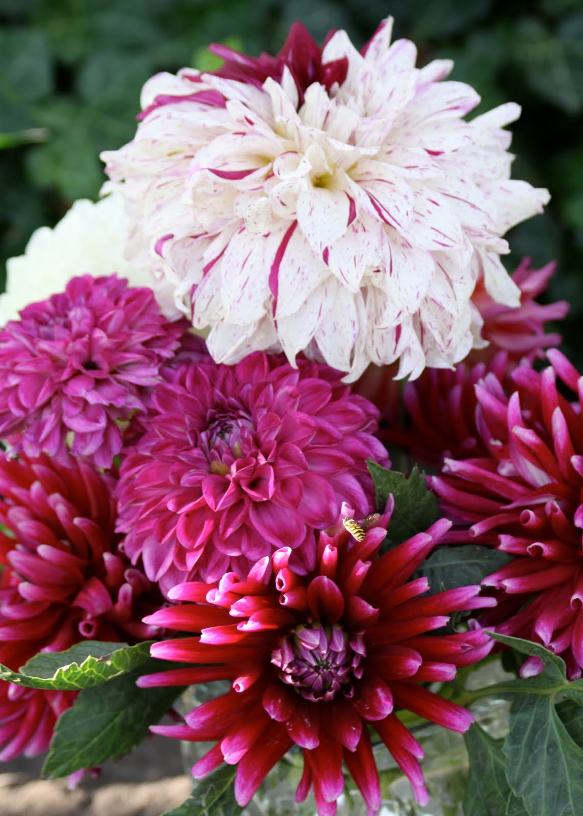 Focused on Fur First Dahlia Bouquet