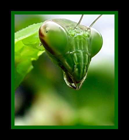 [Mantis.jpg]