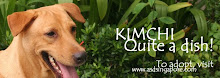 ADOPT KIMCHI : EXOTIC DISH!