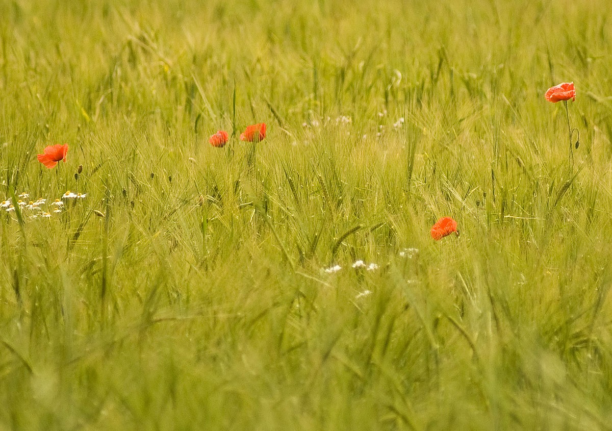 [whea-field-poppies.jpg]
