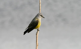 My Hook Bird Western Kingbird