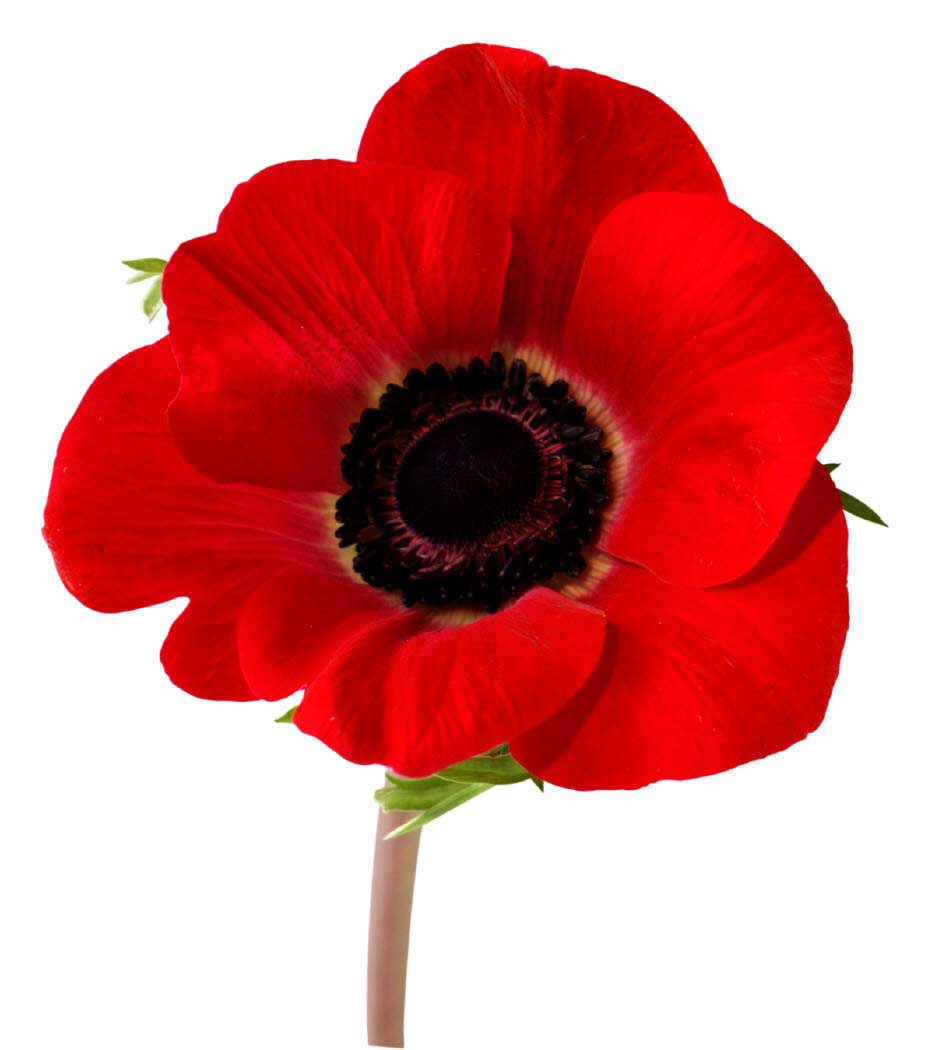 [Poppy.jpg]