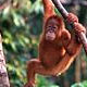 [sumatranorangutan.jpg]