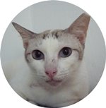 For Adoption: Tutu