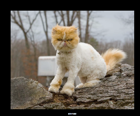 [ValCat2]