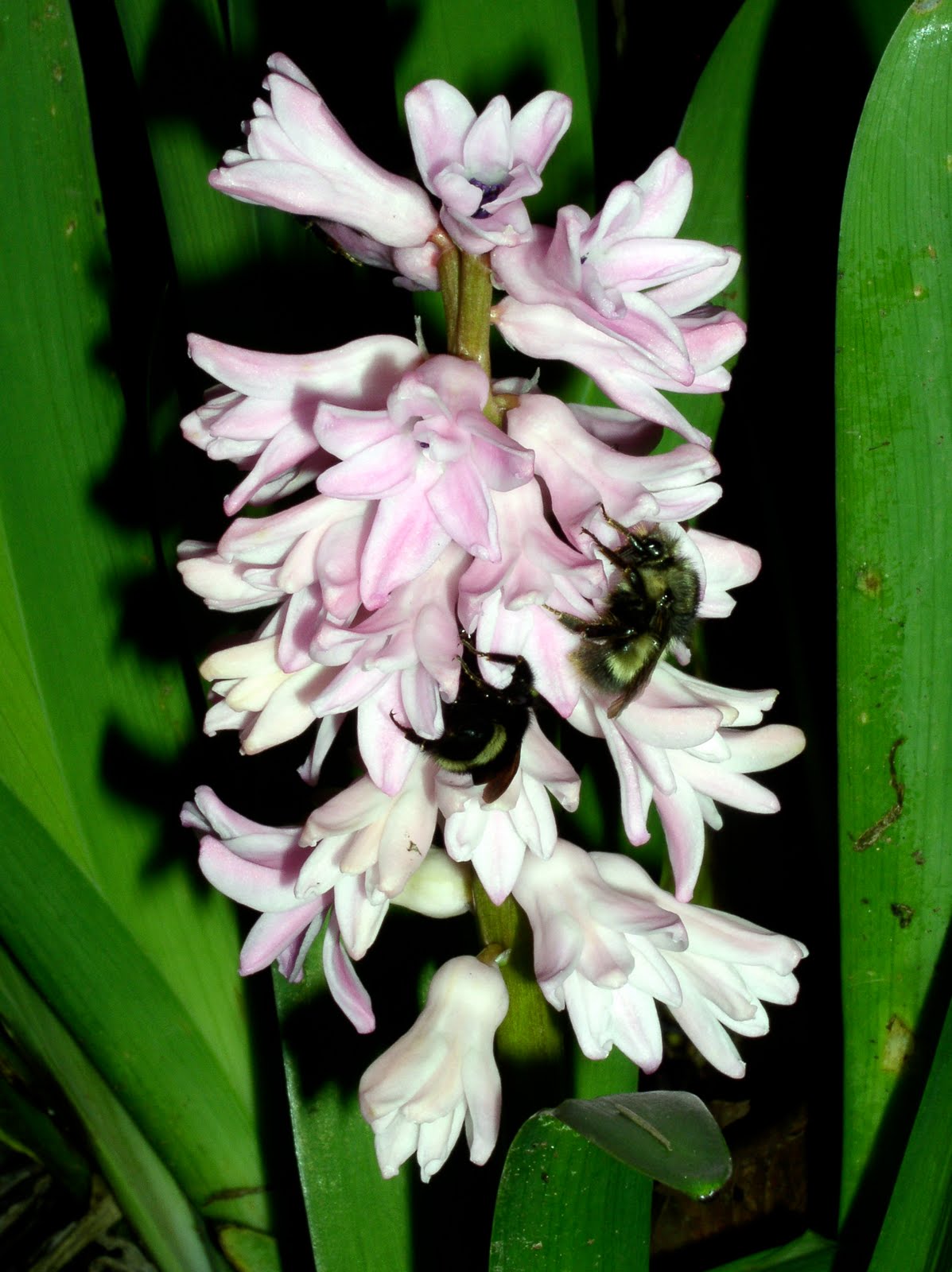 [Hyacinth+Bumblebees+1.jpg]