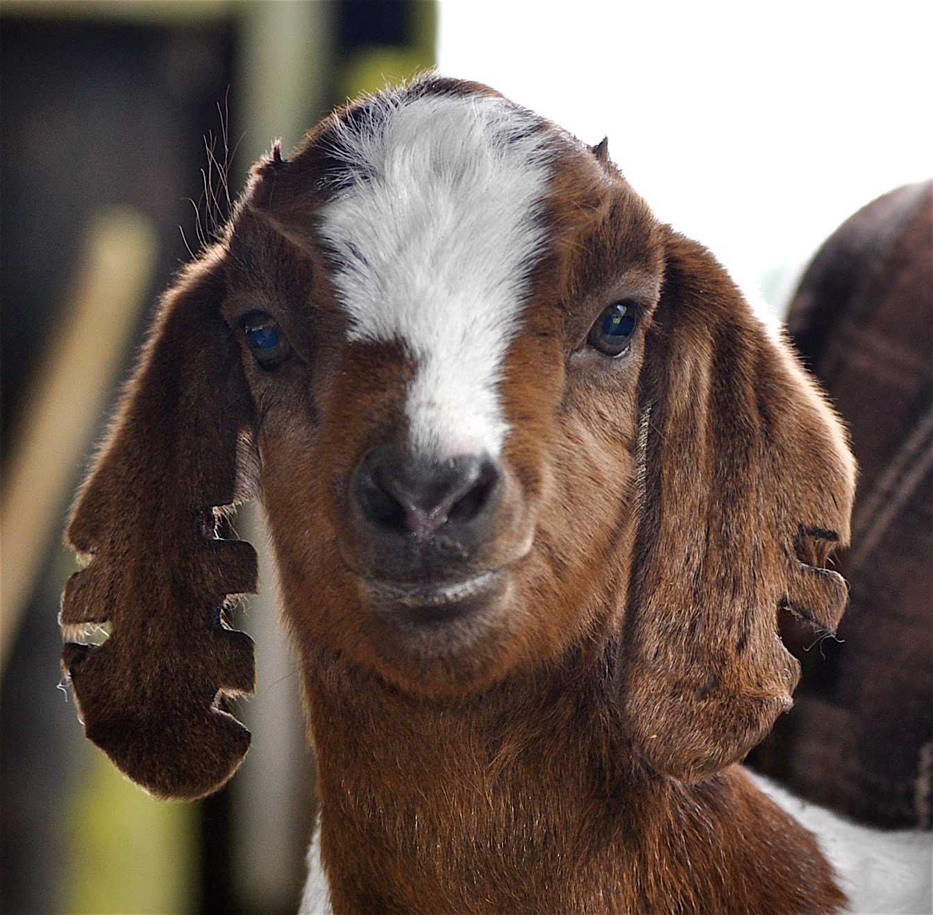 Best Goat Barns