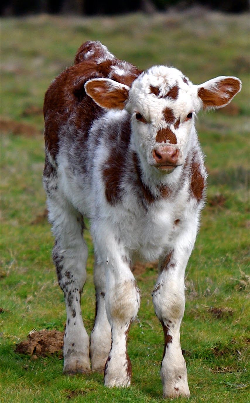 LuAnn Kessi: Cows & Calves...