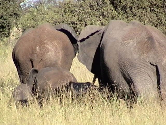 [Elephants.jpg]