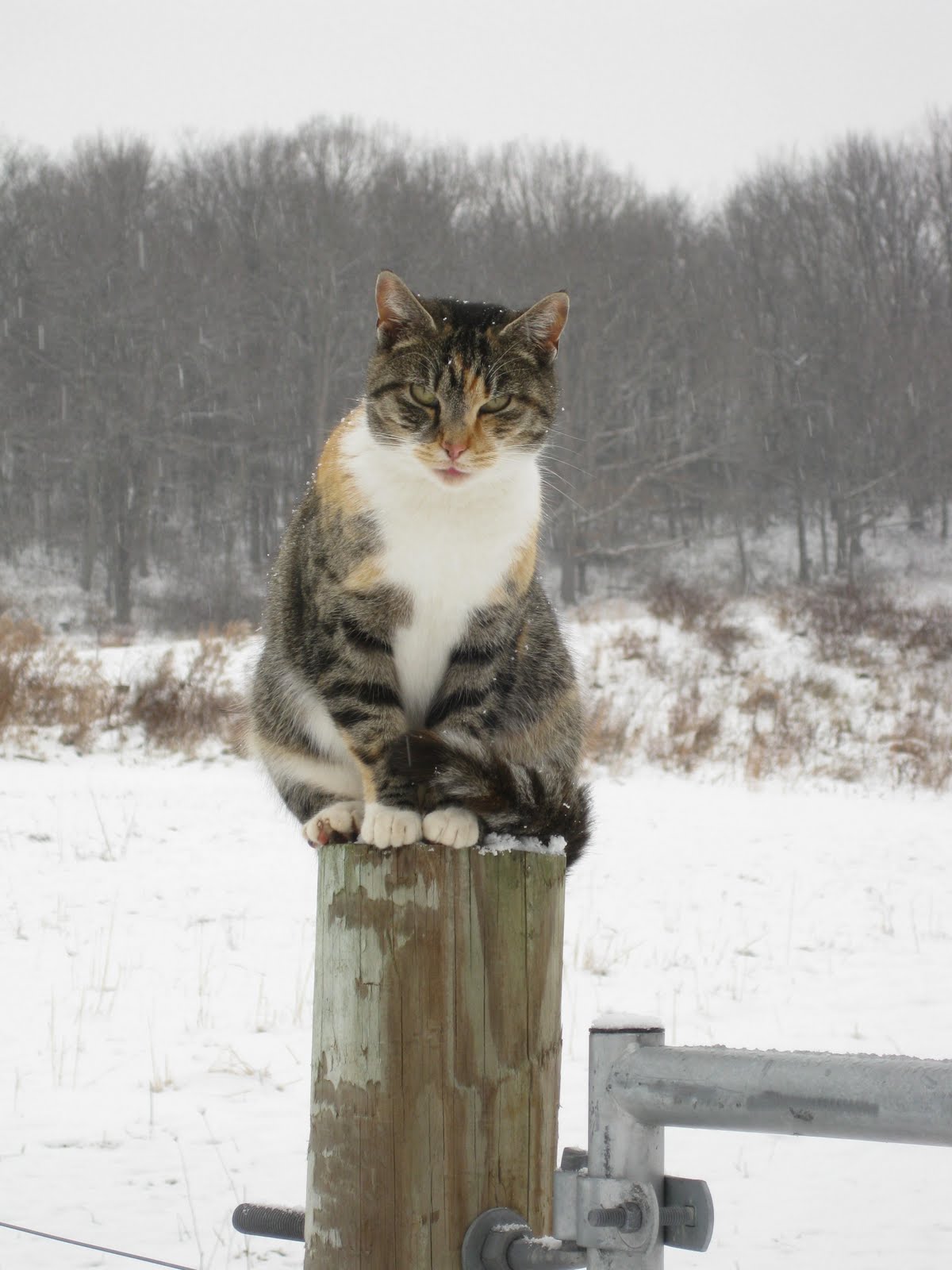 On The Pond Farm Cold Weather, Cool Cats