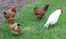 Barney, Thelma Lou, and the Fun Girls--Daphne & Skippy