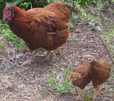 Thelma Lou with Butterball & Creampuff