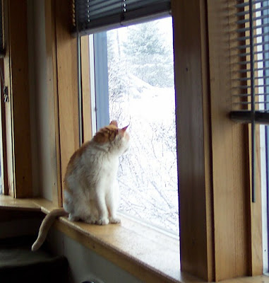 Jasmine watching snow fall