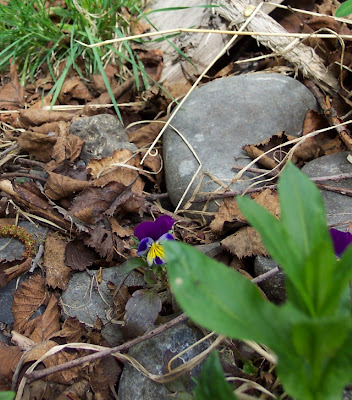 hidden violas