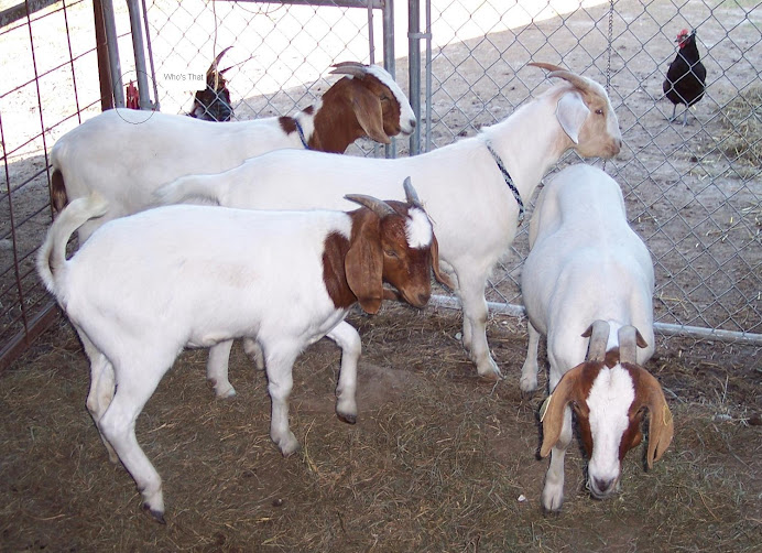 Boer Goats