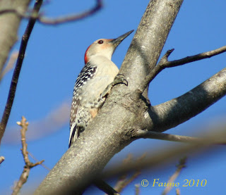 Red bellied woodpecker Currituck