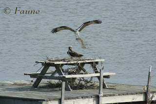 Osprey nest on picnic table