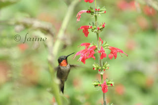 Hummingbird at Salvia