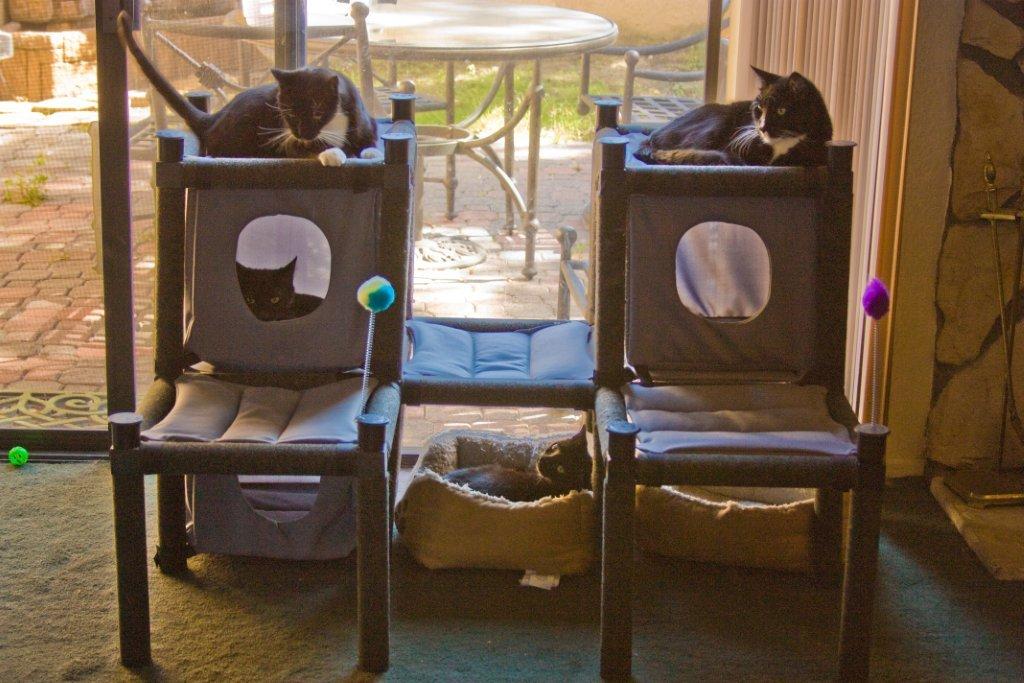 Cool Cat Furniture & Great Ideas For Cats Cool Set Up Of Two Kittie