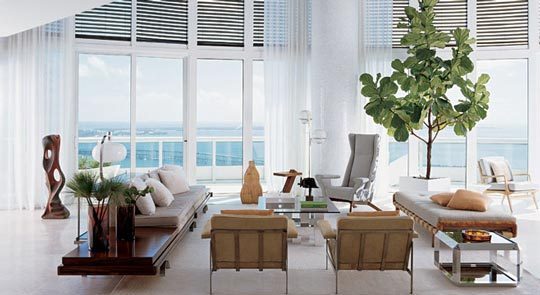 Fiddle Leaf Fig