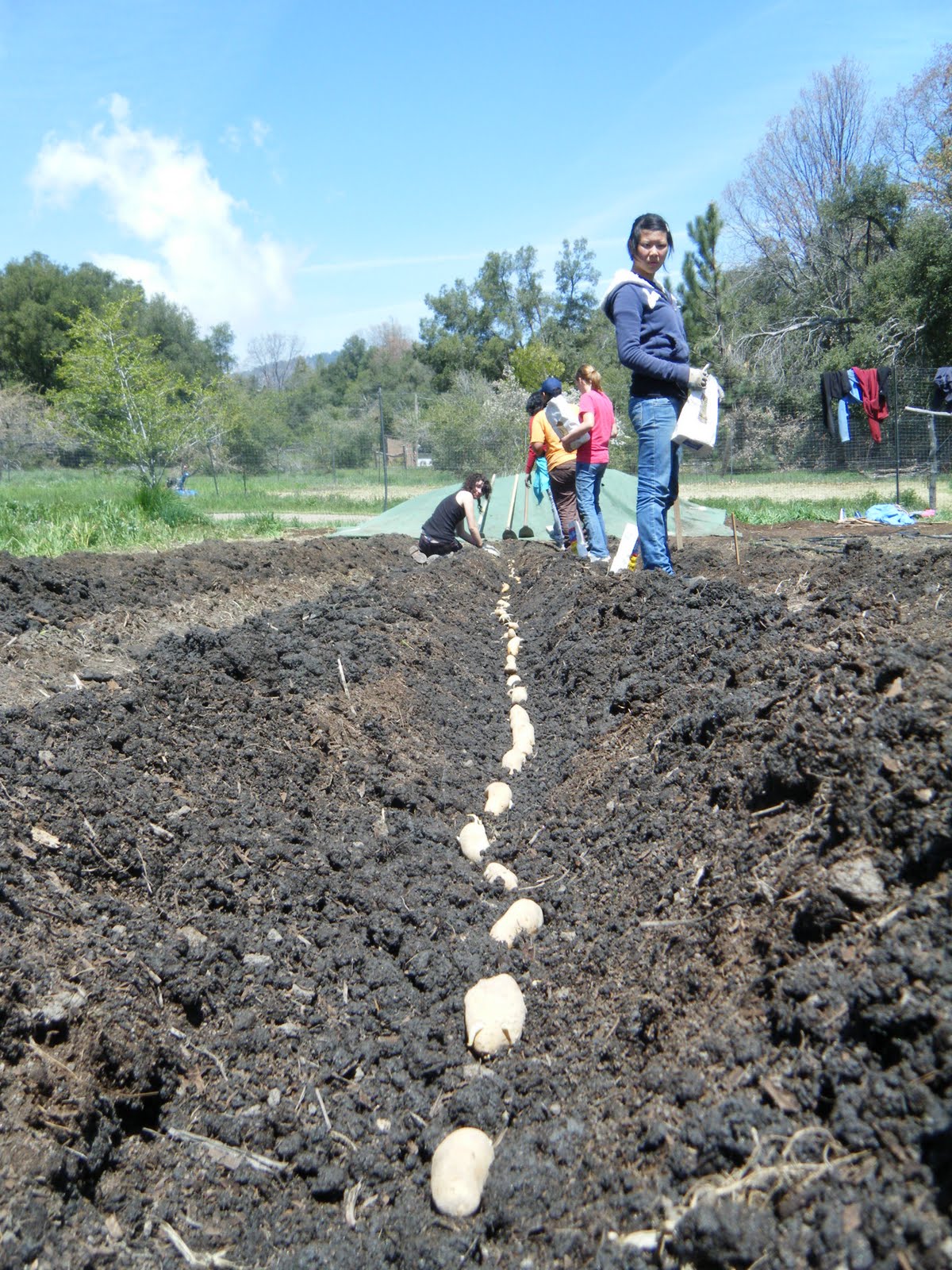 April 14 - Waldorf Students Planting Spuds!